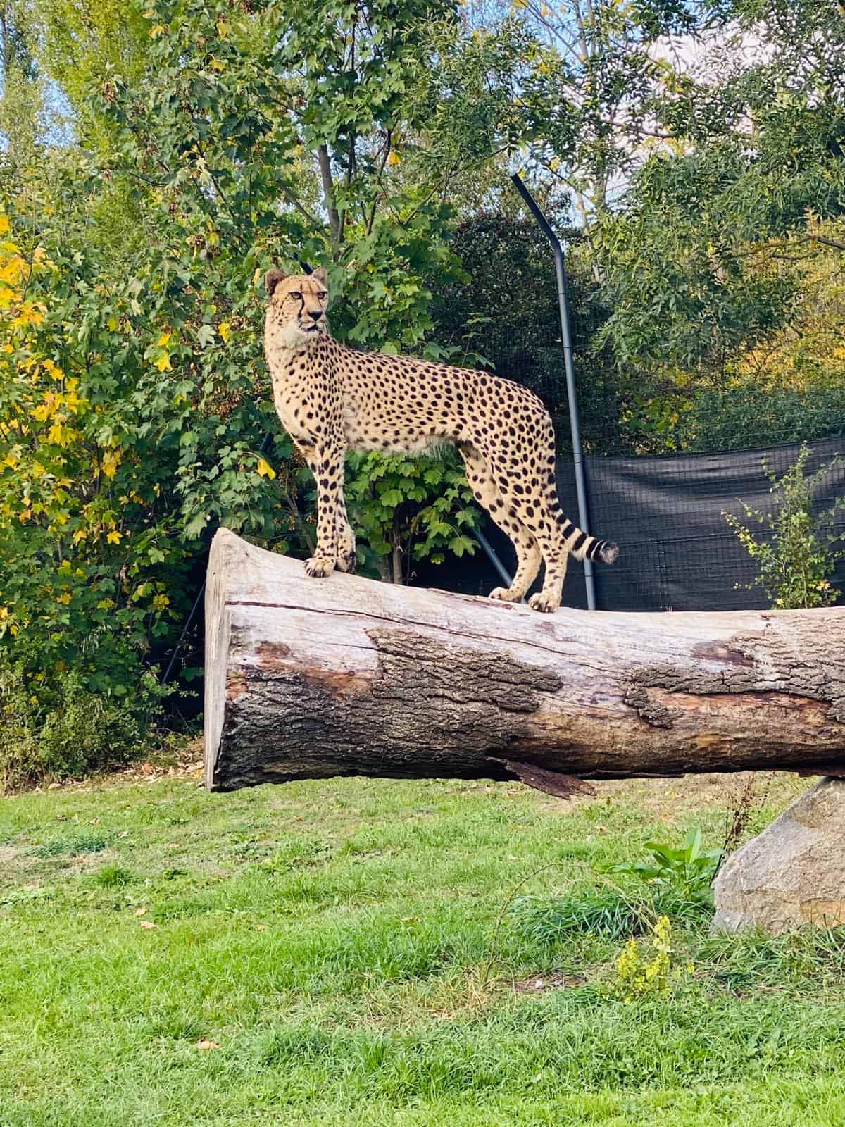 Gepard im Artenschutzzentrum Grasleben