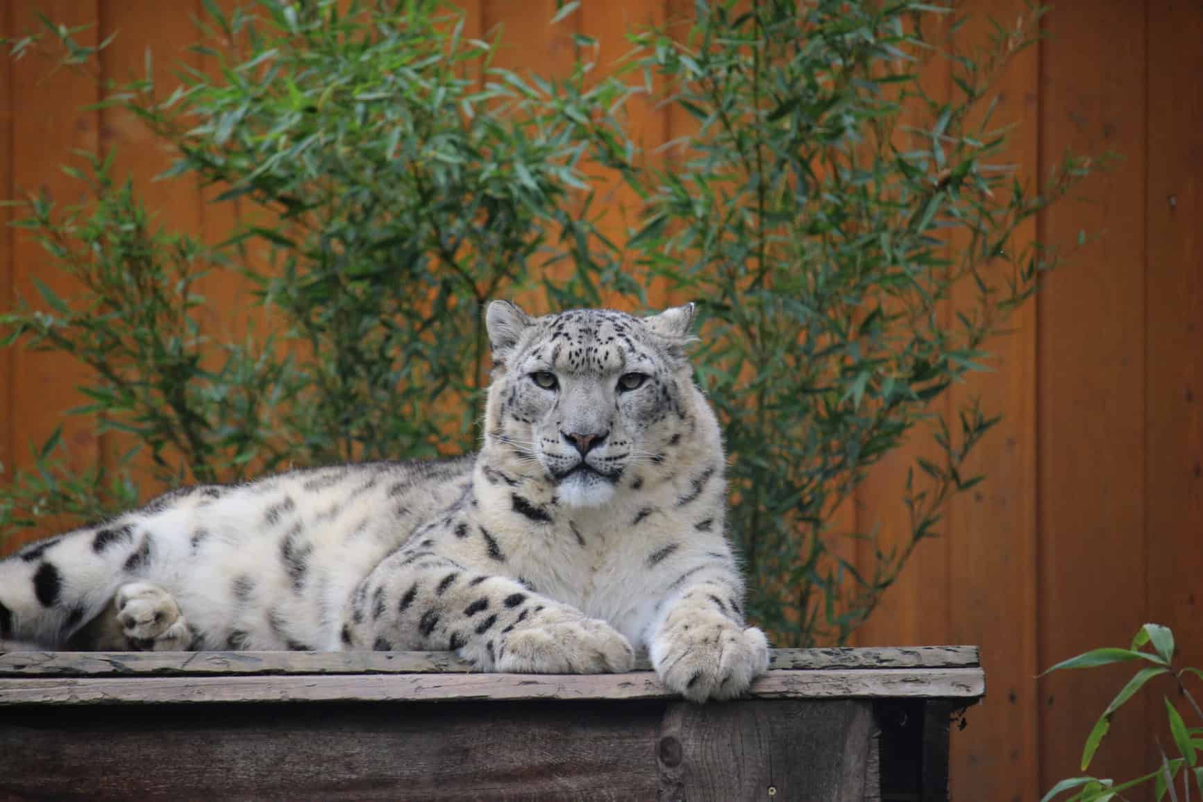 Schneeleopard im Artenschutzzentrum Grasleben